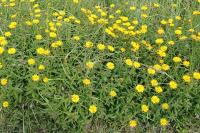 Inula salicina