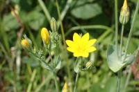 Blackstonia perfoliata