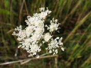 Oenanthe