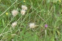 Cirsium dissectum