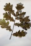 Quercus robur