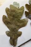 Quercus robur