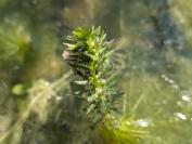 Myriophyllum verticillatum