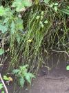 Carex remota