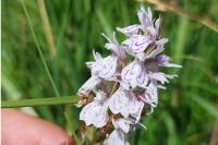 Dactylorhiza maculata