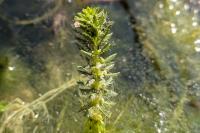 Myriophyllum verticillatum