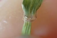 Elymus caninus
