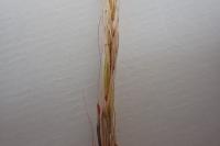 Elymus caninus