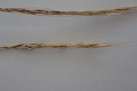Elymus caninus