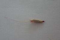 Elymus caninus