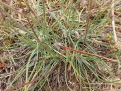 Plantago subulata var. capitellata