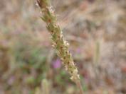Plantago subulata var. capitellata
