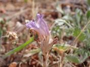 Phelipanche arenaria