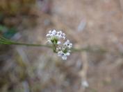 Asperula cynanchica