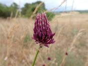 Allium sphaerocephalon