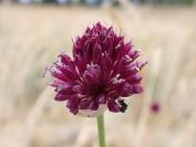 Allium sphaerocephalon