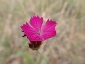 Dianthus carthusianorum