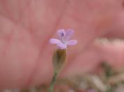 Petrorhagia prolifera