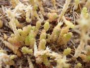 Sedum acre