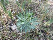 Euphorbia seguieriana