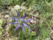 Phyteuma orbiculare