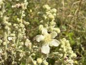 Verbascum lychnitis