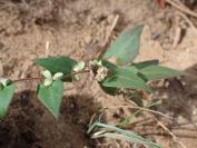 Fallopia convolvulus
