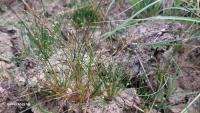 Isolepis setacea
