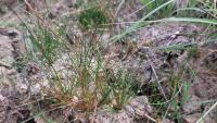 Isolepis setacea