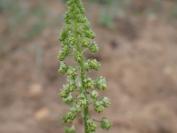 Reseda lutea