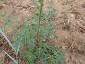 Reseda lutea