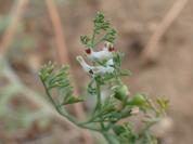 Fumaria parviflora