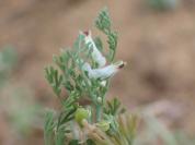 Fumaria parviflora
