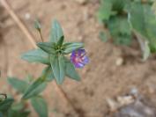 Lysimachia foemina
