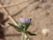 Lysimachia foemina