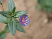 Lysimachia foemina