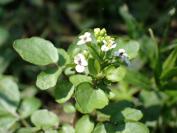 Nasturtium officinale