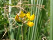 Lotus pedunculatus