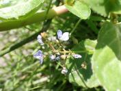 Veronica beccabunga