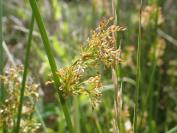 Juncus effusus