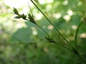 Carex remota
