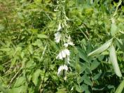Galega officinalis