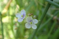 Veronica scutellata