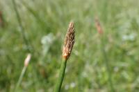 Eleocharis palustris