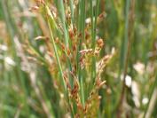 Juncus inflexus