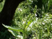 Veronica catenata