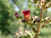 Scrophularia auriculata