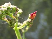 Scrophularia auriculata