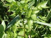 Helosciadium nodiflorum