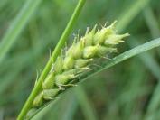 Carex hirta